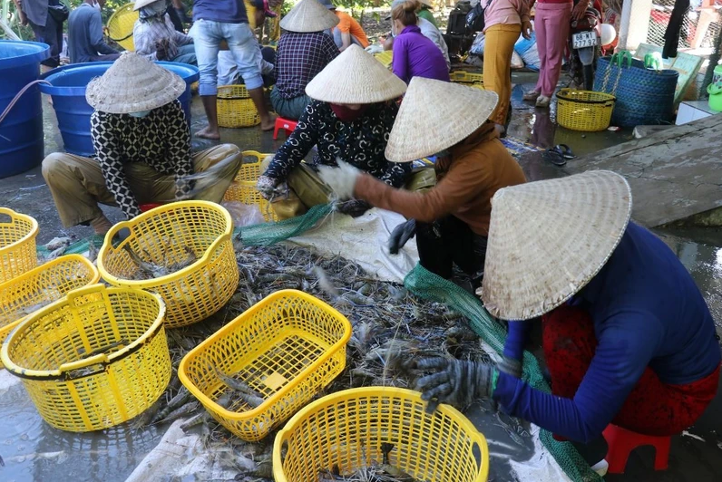 Kiên Giang Đánh bắt kém hiệu quả, sản lượng thủy sản khai thác sụt giảm