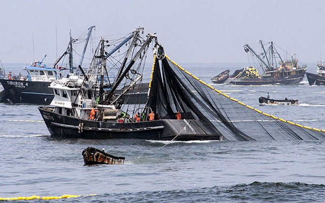 Peru Đánh bắt cá cơm để sản xuất bột cá vẫn gặp nhiều khó khăn 