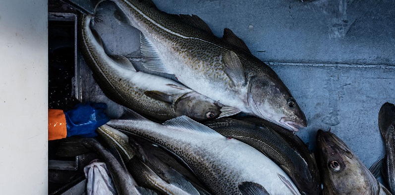 Giá xuất khẩu cá tuyết của Na Uy giảm trong tháng 11