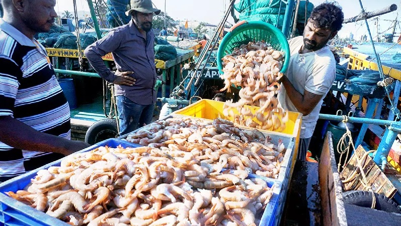 Xuất khẩu tôm quý 32023 của Ấn Độ vượt cùng kỳ năm ngoái 