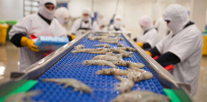 Expalsa Tôm Ecuador tìm cách phục hồi sau thời kỳ giá giảm 