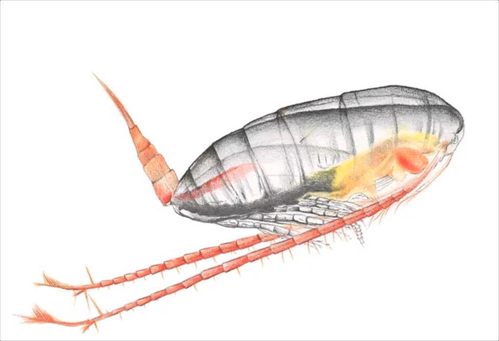 Skretting và Zooca Calanus hợp tác phát triển thức ăn thủy sản từ giáp xác chân chèo (Copepoda)