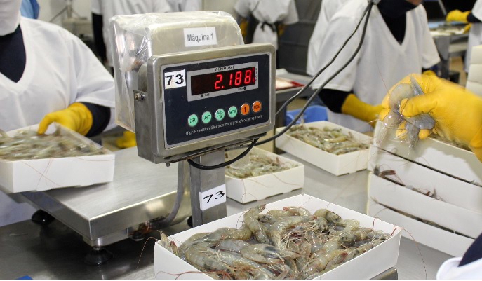 Ecuador Xuất khẩu tôm tính tới tháng 10 đạt 1 triệu tấn   