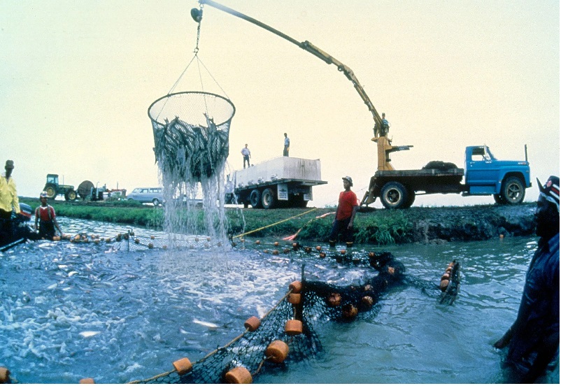 USDA tìm mua hơn 800.000 pound cá da trơn 