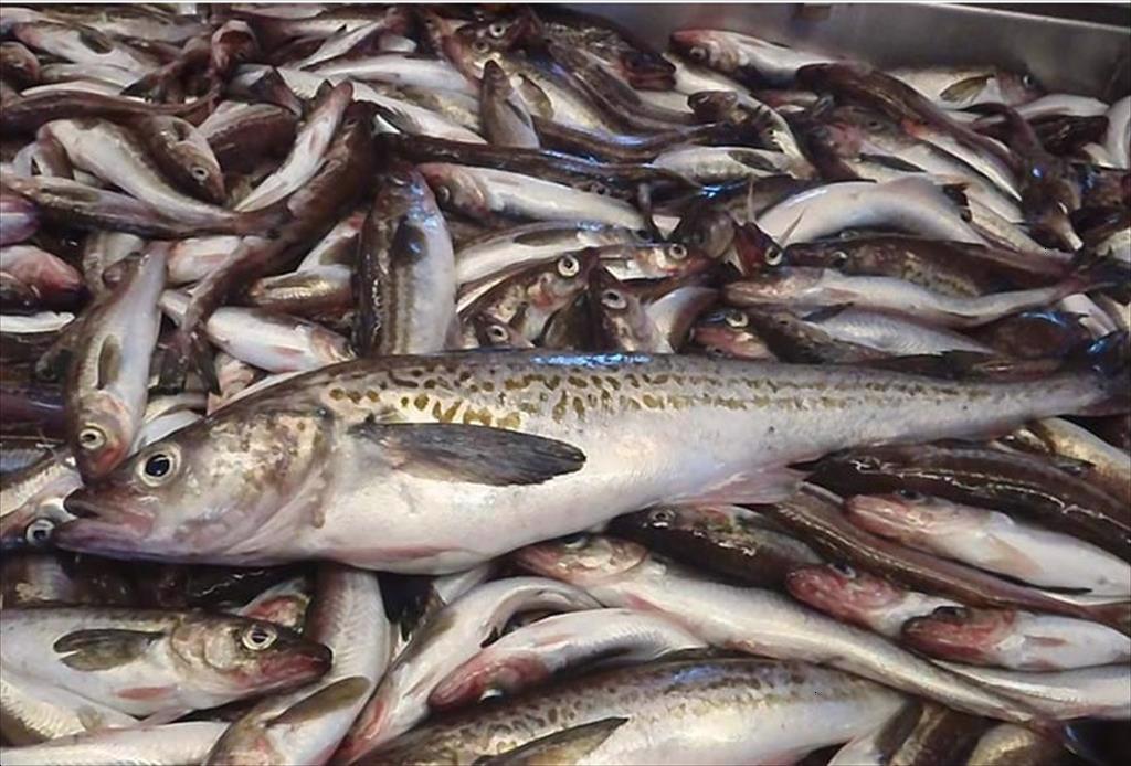 Tất cả thủy sản của Nga không được hưởng ưu đãi miễn thuế của EU