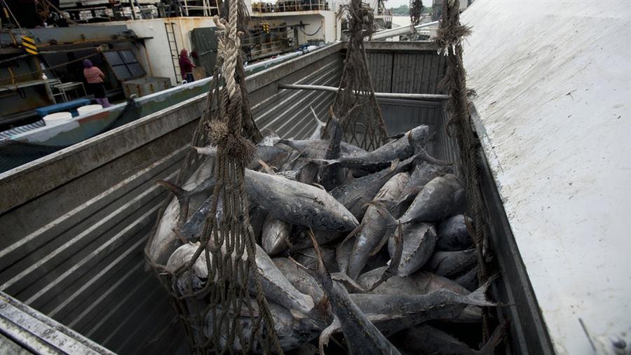 Giá cá ngừ vằn tiếp tục giảm do sản lượng đánh bắt tăng