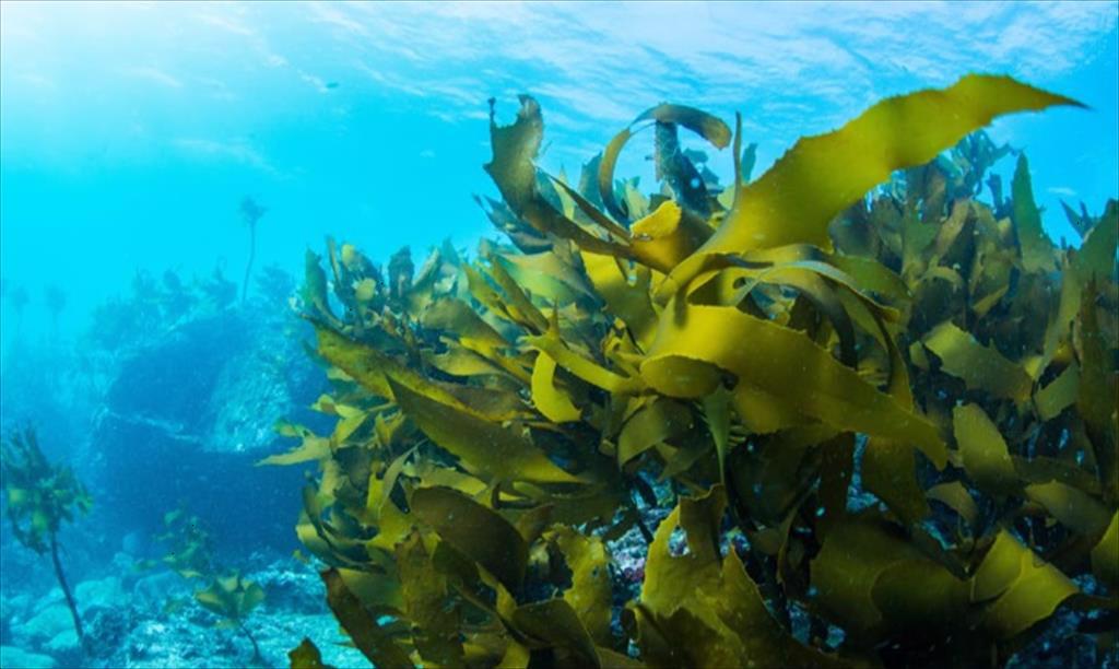 Rong tảo biển ngày càng xâm nhập thị trường thủy sản 