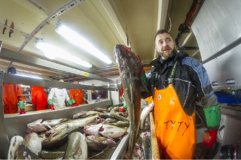 Xuất khẩu cá tuyết Na Uy tăng mạnh trong tháng 11 