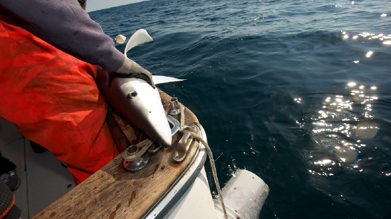 MSC ca ngợi nghề cá bền vững của Canada 