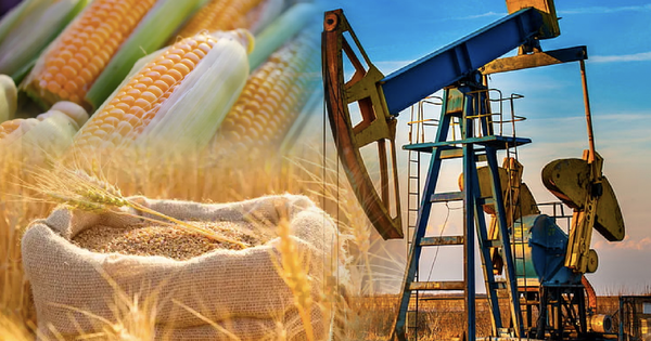 Giá ngô thế giới giảm xuống mức thấp nhất trong 3 năm  