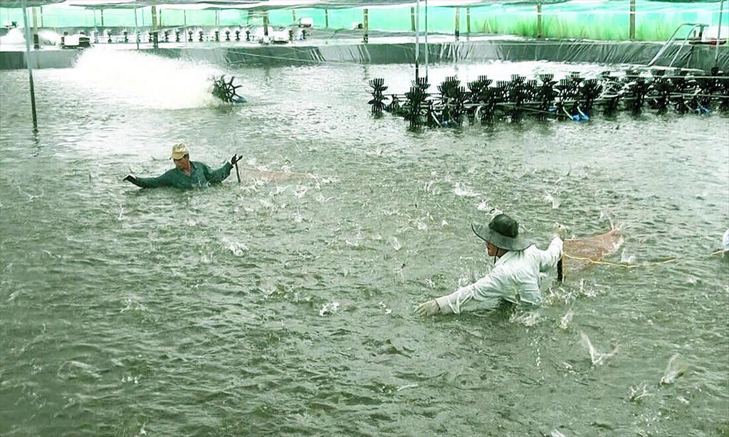 Giá tôm chạm đáy, người nuôi miền Tây treo ao