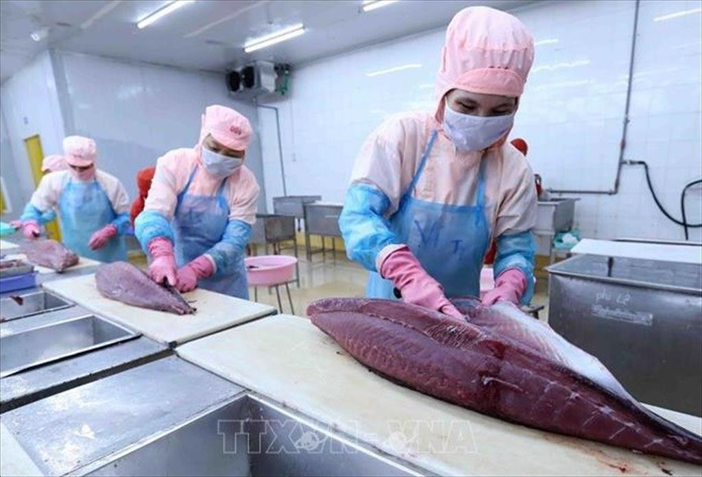Belgium is out of top 3 EU markets importing Vietnamese tuna 