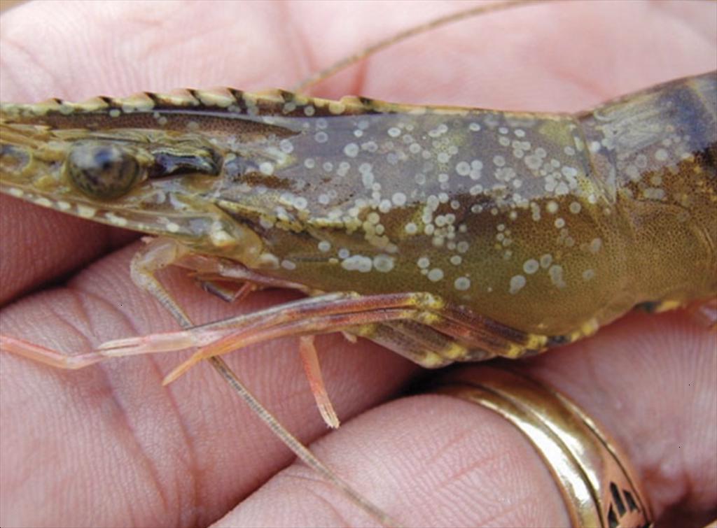 Bangladesh phát hiện biến thể virus đốm trắng mới 