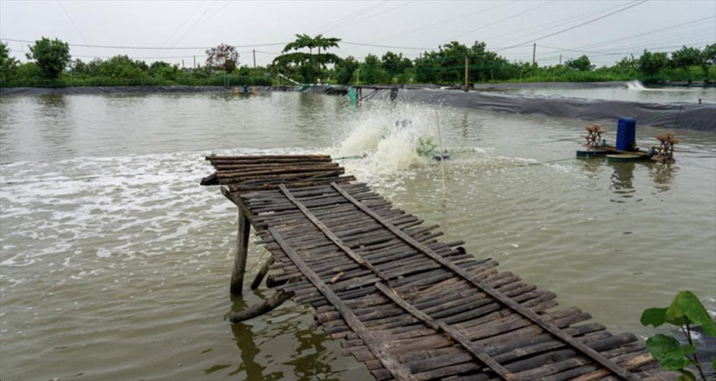 Indonesia xây dựng thêm ao nuôi tôm để tăng sản lượng