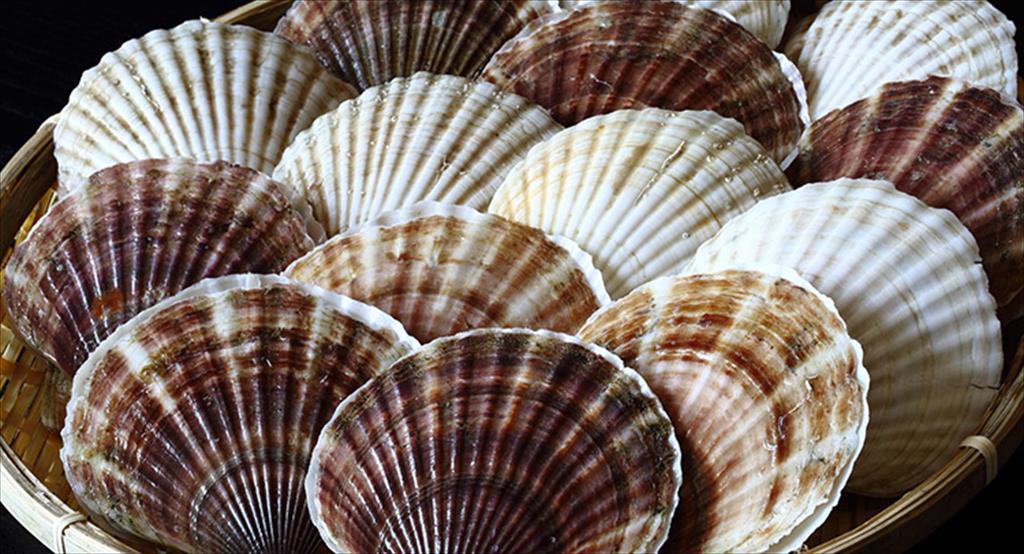 Nhật Bản tìm tới Việt Nam để chế biến sò điệp xuất sang Mỹ