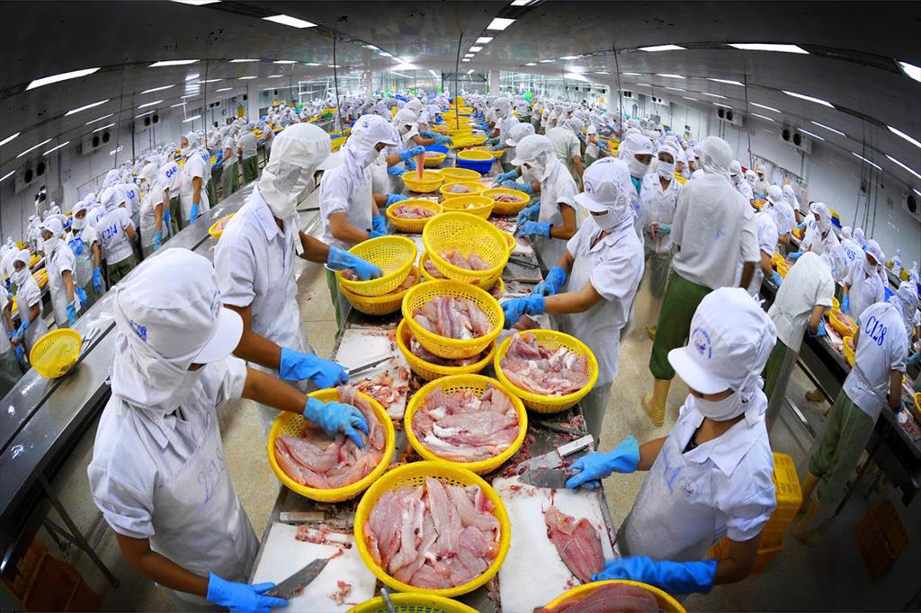 Xuất khẩu cá tra sang Trung Quốc đón sóng phục hồi những tháng cuối năm