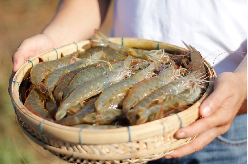 Xuất khẩu tôm sang Trung Quốc Cơ hội nhiều nhưng thách thức không ít  