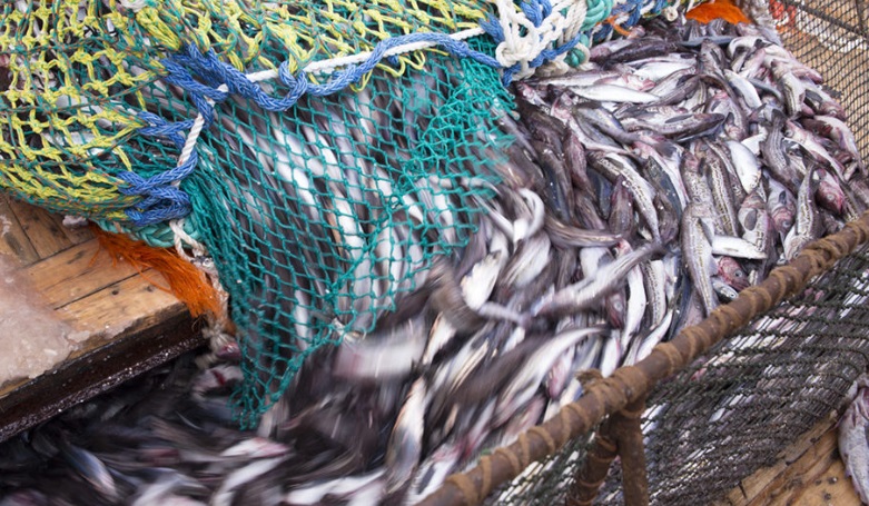 Nga đạt mức sử dụng TAC khai thác thủy sản 85% vào năm 2023