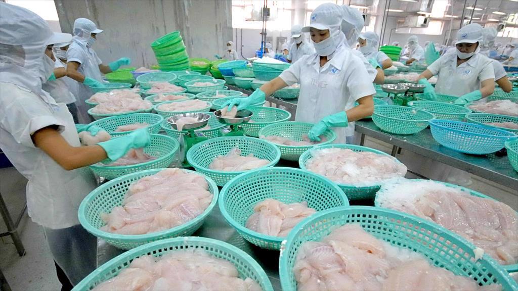 Vinh Hoan Corp (VHC) The domestic market continues to be the supporting platform, export pangasius prices have not improved yet