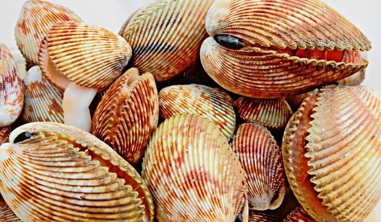 Nhu cầu thủy sản có vỏ thế giới giảm do lạm phát