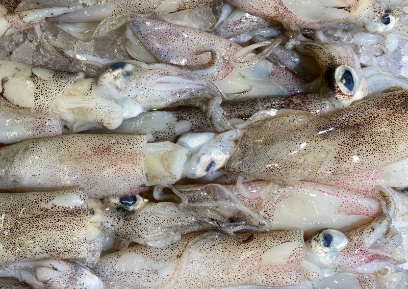 Trung Quốc Khai thác và nhập khẩu mực tăng nhưng tiêu thụ nội địa giảm