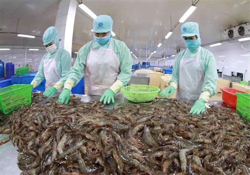 Exporting shrimp to China many opportunities but many challenges