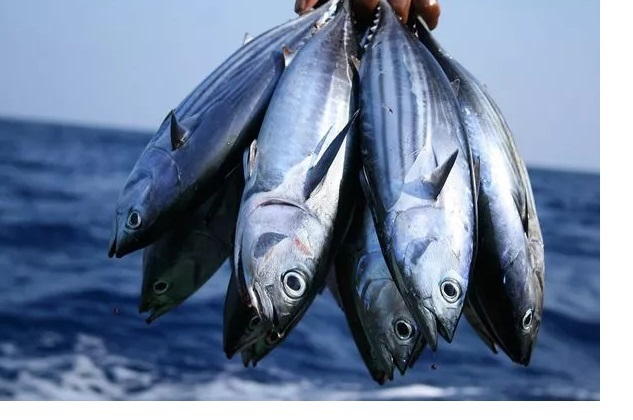 Cá ngừ  trở thành hải sản bán lẻ phổ biến nhất ở Anh vào năm 2022