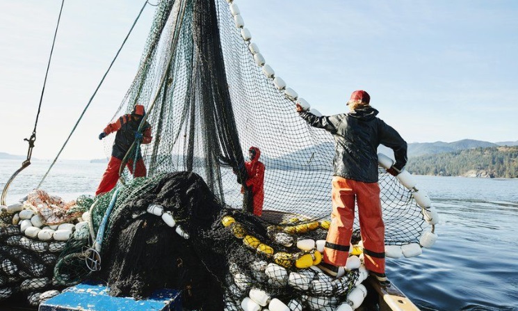 Xuất khẩu cá thịt trắng của Nga sang EU vượt 100.000 tấn vào năm 2023