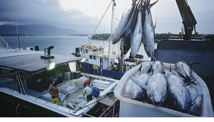 Giá cá ngừ vây vàng tiếp tục giảm do nhu cầu vẫn thấp