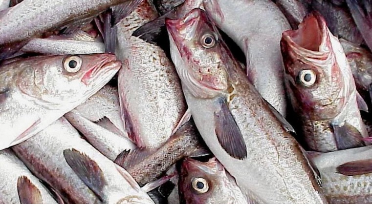 Nhiều nhà lập pháp Mỹ ép Biden cấm hải sản Nga chế biến từ Trung Quốc