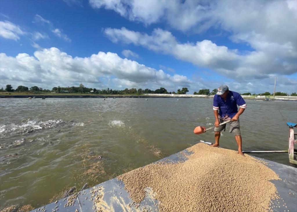 Sản phẩm surimi xuất khẩu gần 500 triệu USD mỗi năm