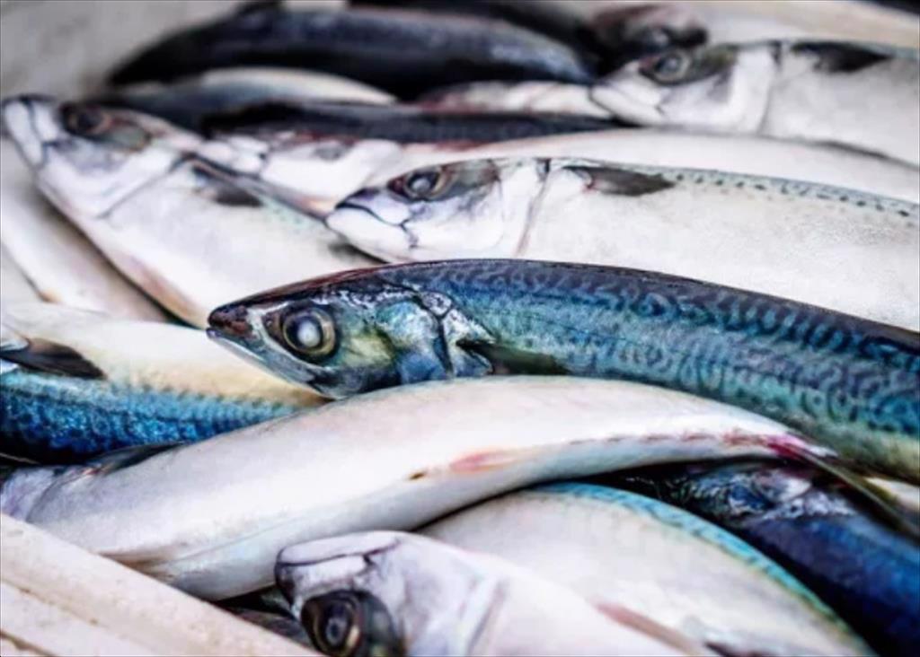 Nhập khẩu cá thu vào Hàn Quốc giảm 9% 