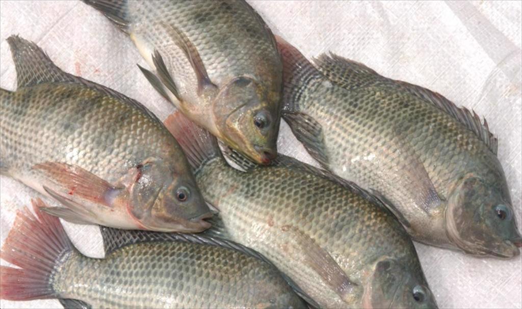 Brazil Nhu cầu mạnh mẽ khiến giá cá rô phi tăng 