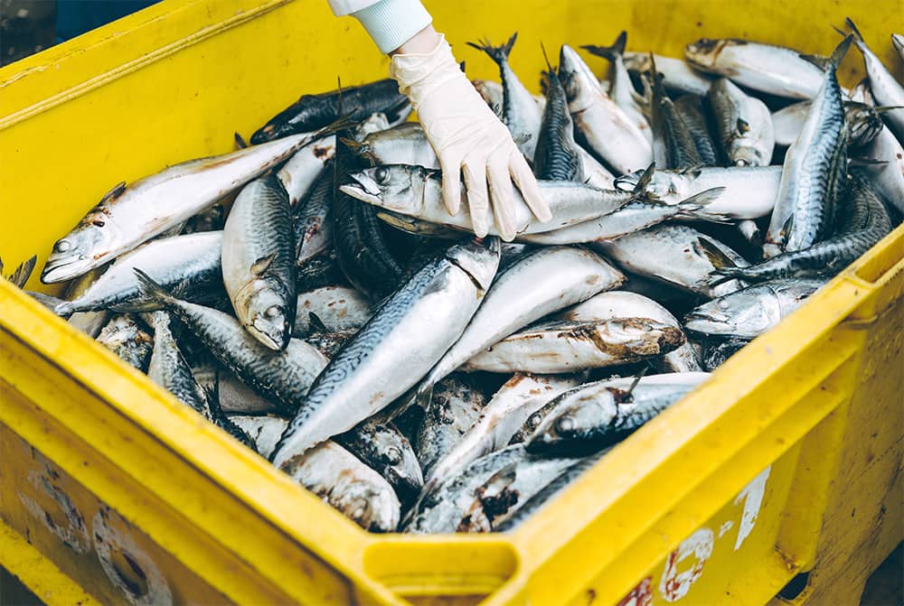 EU Không cần quy định mới về ghi nhãn hải sản có nguồn gốc thực vật không rõ ràng