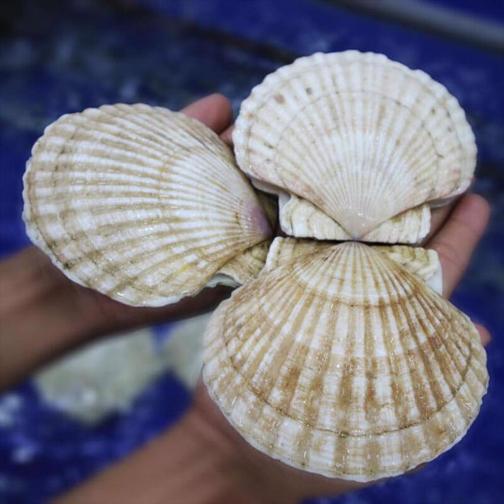 Mỹ dự kiến tăng nhập khẩu 10% sò điệp năm 2024