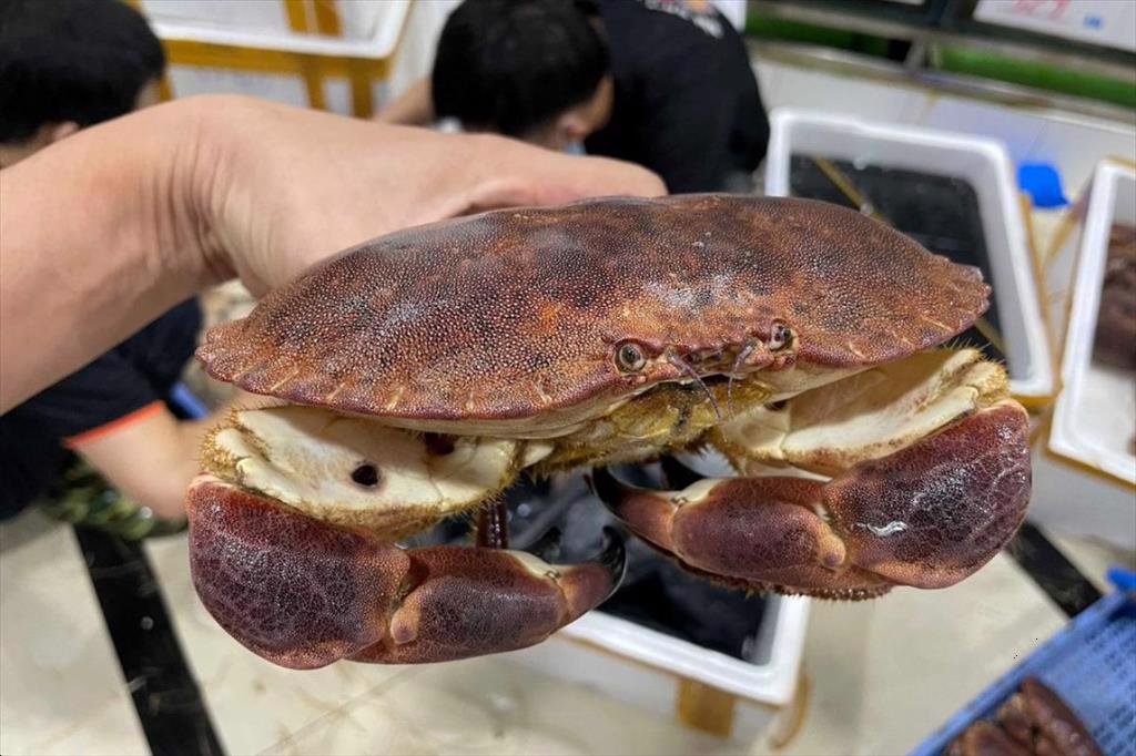 Cua Na Uy xâm chiếm thị trường Việt Nam