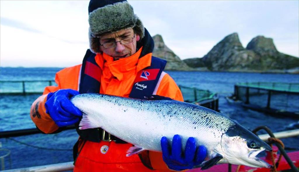 Sản lượng cá hồi nuôi Na Uy giảm nhẹ năm 2023 