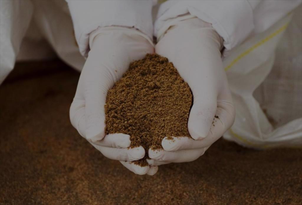 Nguồn bột cá và dầu cá chính ngày càng không bền vững