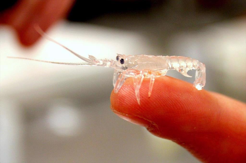 Điểm nổi bật của ngành nuôi tôm Indonesia năm 2023