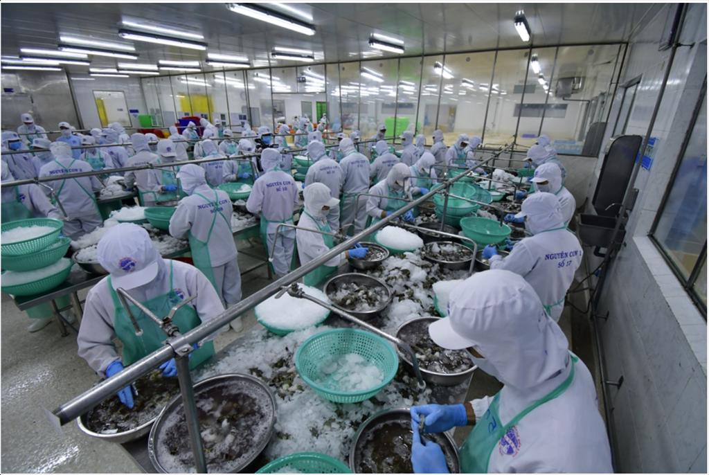 Vì sao tôm sú Cà Mau chiếm tỷ trọng cao trong sản lượng toàn thế giới