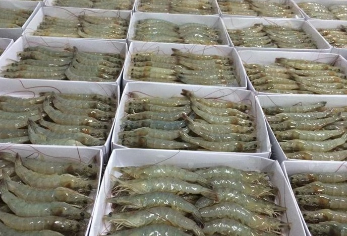 Giá tôm chân trắng Ấn Độ cuối năm 2023 vẫn thấp