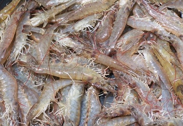 Giá xuất khẩu tôm Ecuador giảm xuống mức thấp nhất trong 22 năm