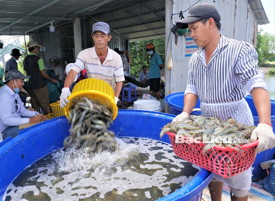 Đầu năm bàn chuyện con tôm