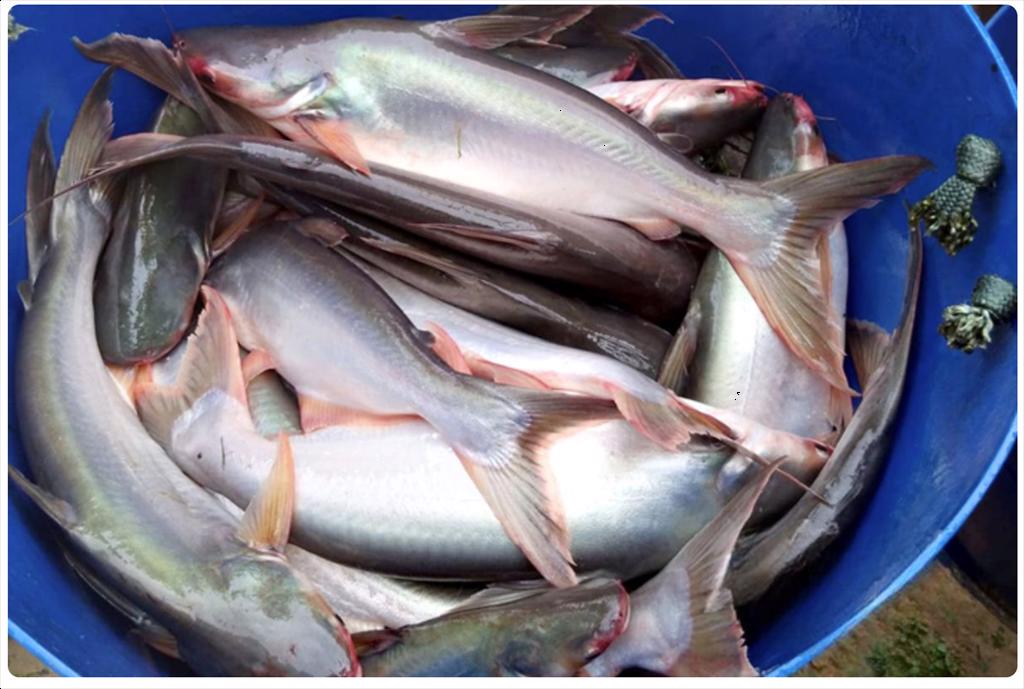 Thách thức và kiến nghị ở 2 tỉnh điển hình ngành cá tra