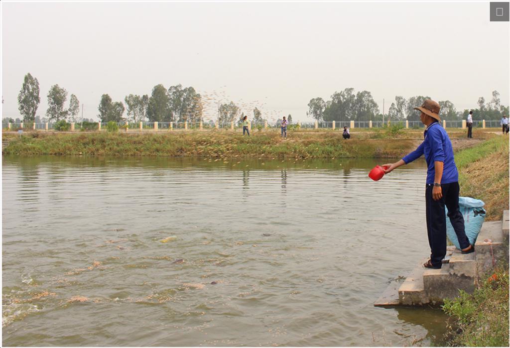 Nhiều doanh nghiệp đầu tư vùng nuôi cá tra công nghệ cao