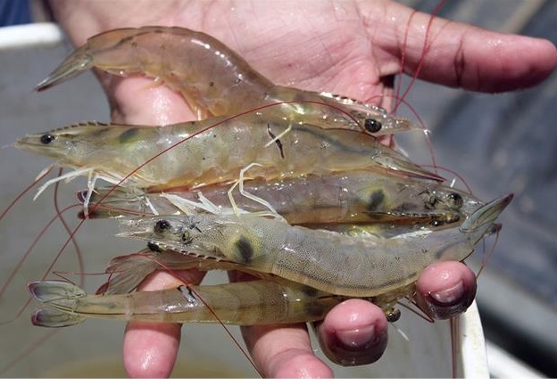 Dự báo sản lượng tôm toàn cầu năm 2024 giảm do dịch bệnh và thị trường bất ổn 