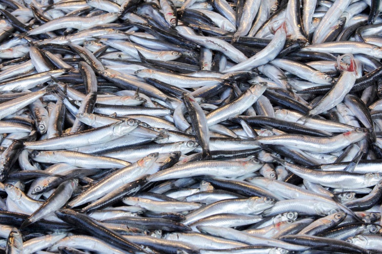  Peru bùng nổ sản lượng cá cơm