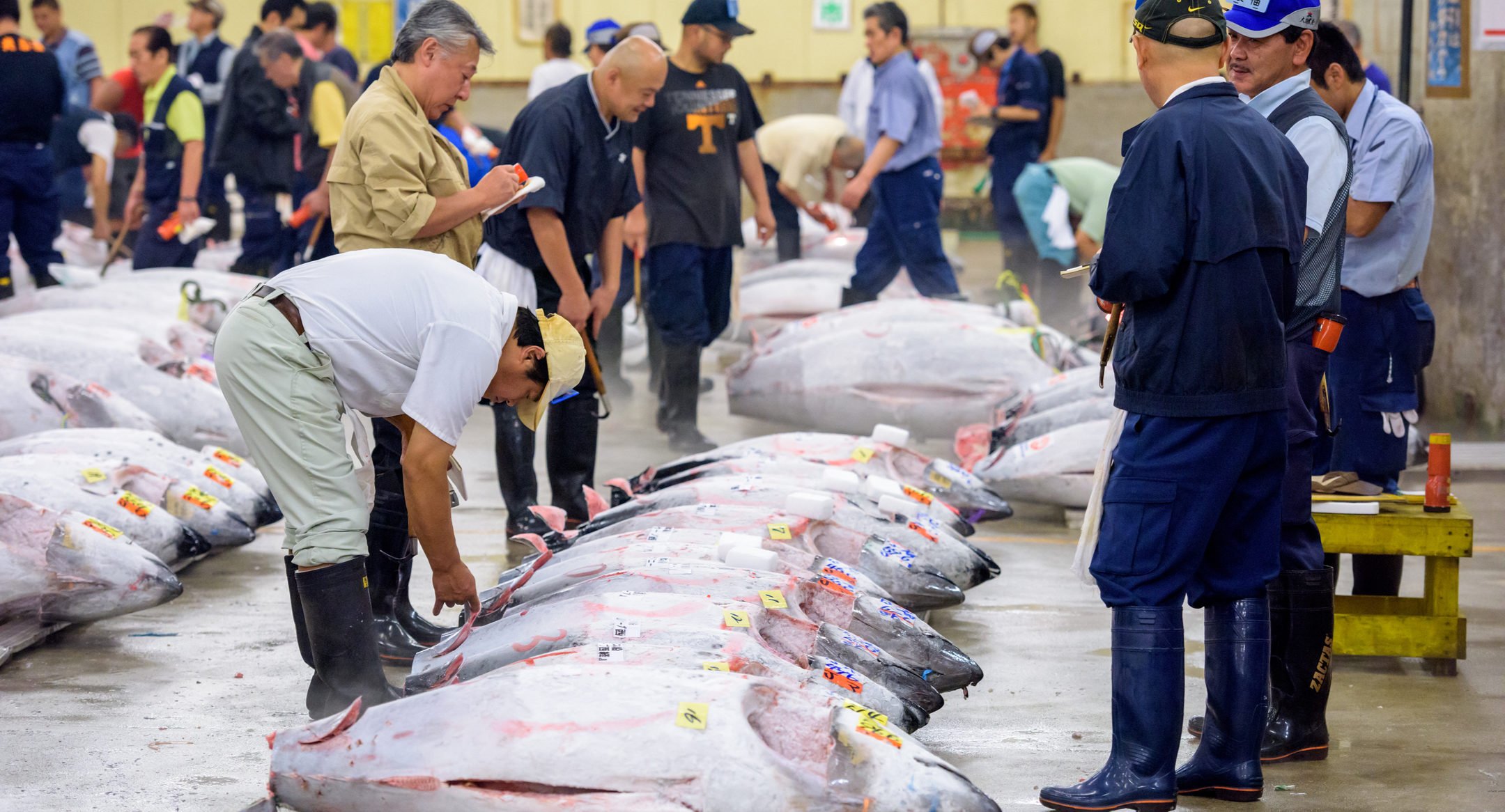 Dư thừa cá ngừ vây xanh Địa Trung Hải ở Nhật Bản khiến giá giảm