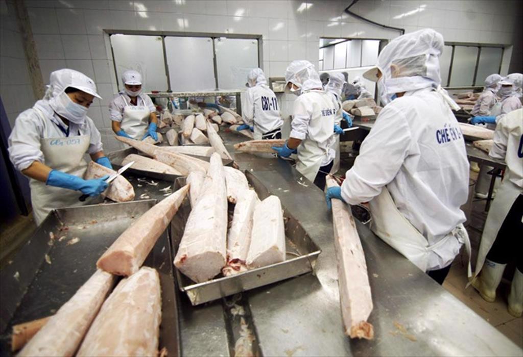 Xuất khẩu loin cá ngừ hấp đông lạnh “hụt hơi” cuối năm
