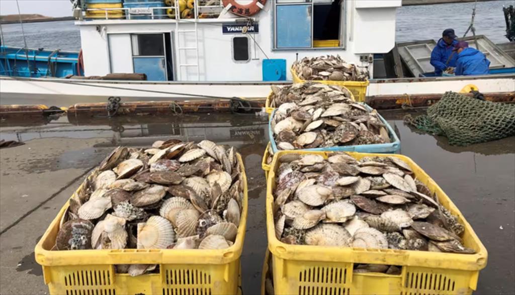 Trung Quốc làm khó, Nhật Bản đưa sò điệp sang Việt Nam chế biến